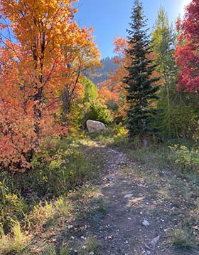 forest-path